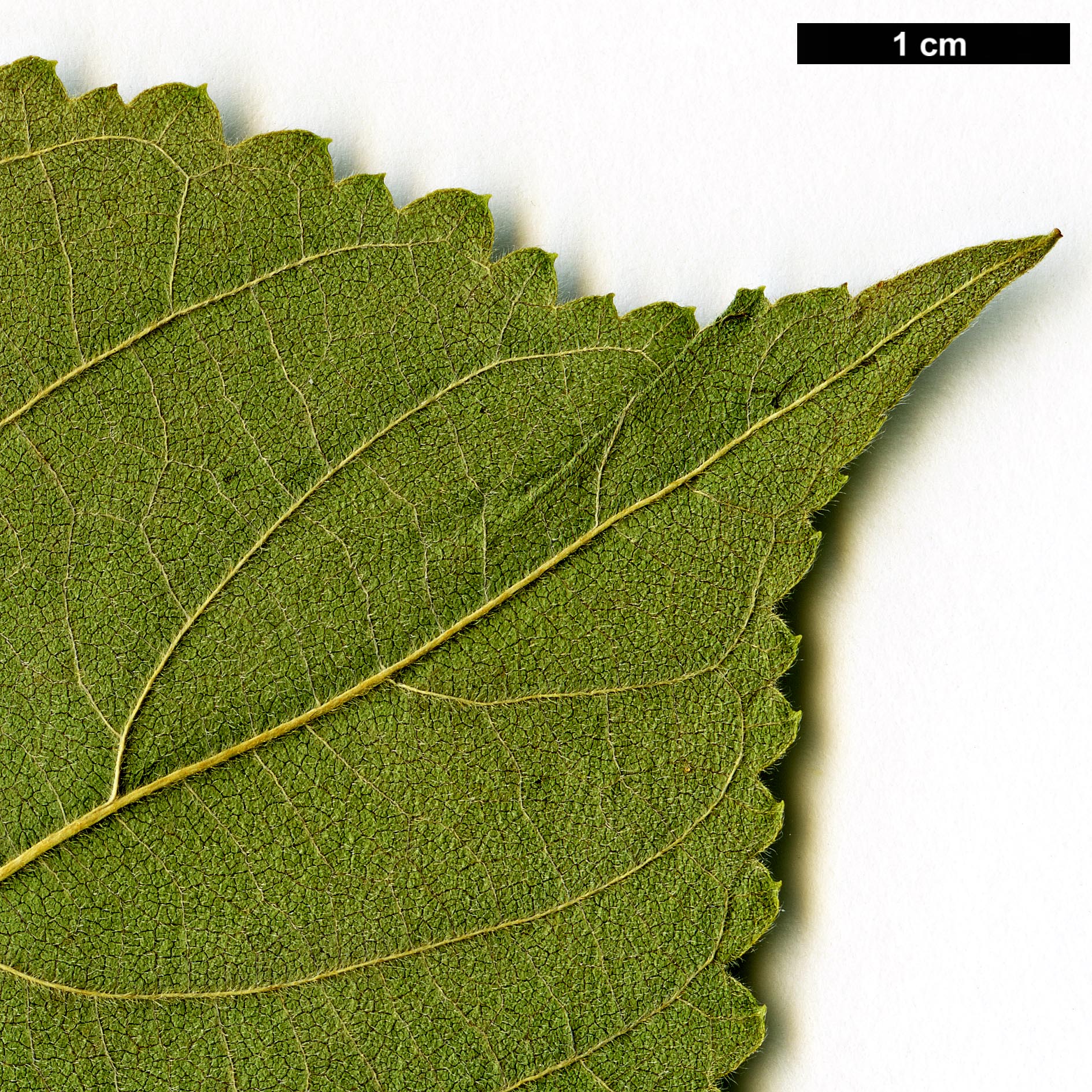 High resolution image: Family: Cannabaceae - Genus: Celtis - Taxon: africana